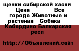 щенки сибирской хаски  › Цена ­ 10 000 - Все города Животные и растения » Собаки   . Кабардино-Балкарская респ.